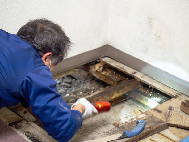 Best Black Mold Remediation in Cumming, GA